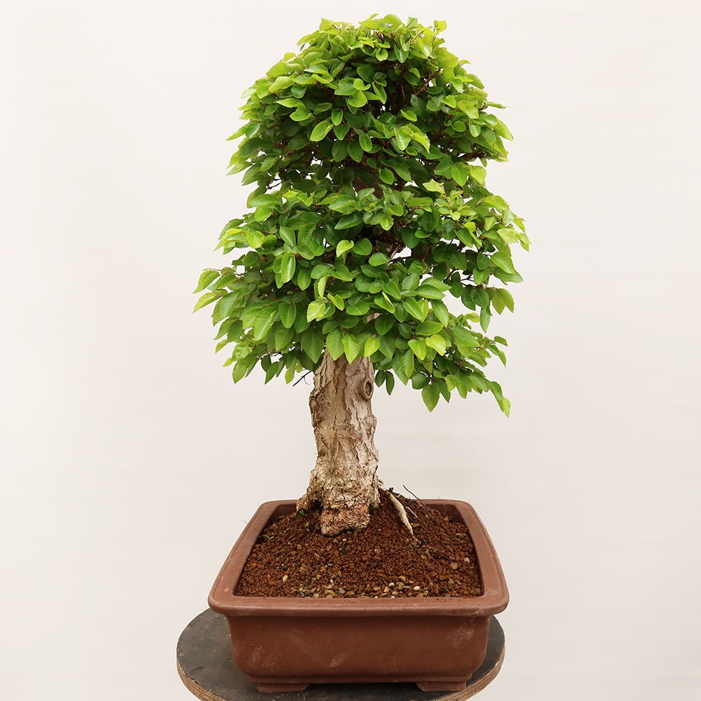Bonsai voor buiten -Carpinus Coreana - Koreaanse haagbeuk