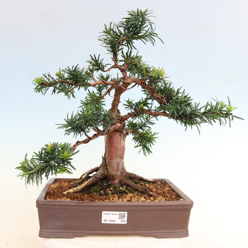 Bonsai voor buiten - Taxus cuspidata - Japanse Taxus