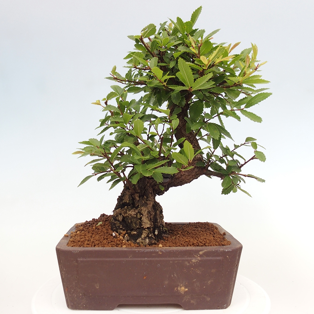 Bonsai voor buiten - Zelkova - Zelkova NIRE