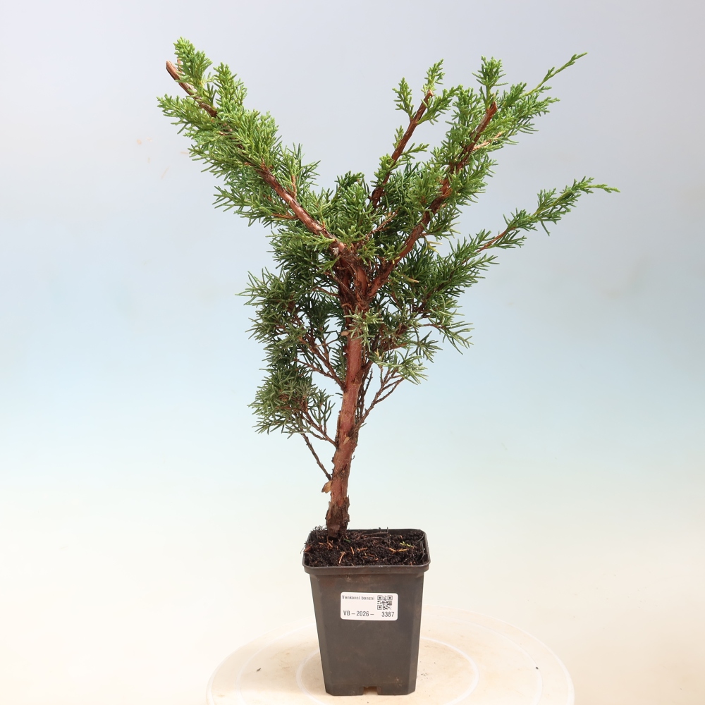 Bonsai voor buiten - Juniperus chinensis Kishu