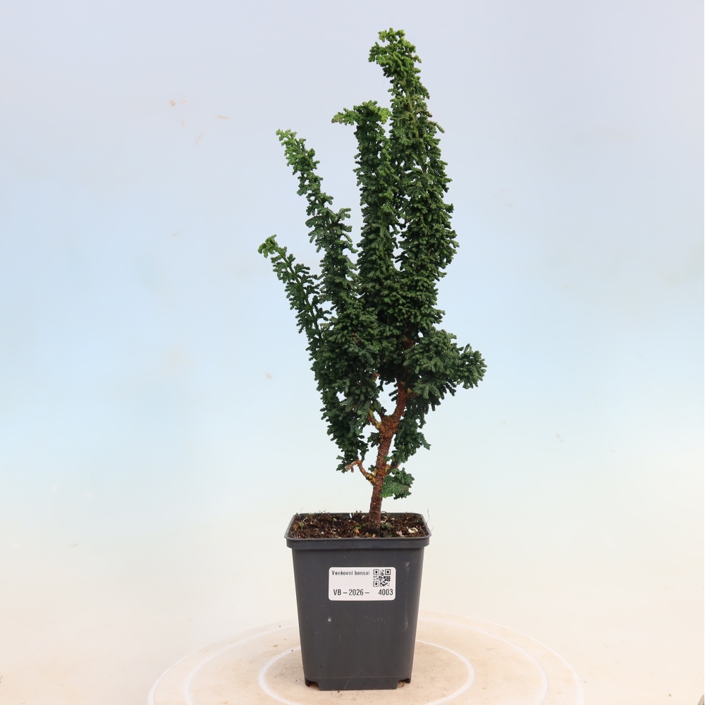 Bonsai voor buiten - Cham. obtusa SEKKA HINOKI - Cipres