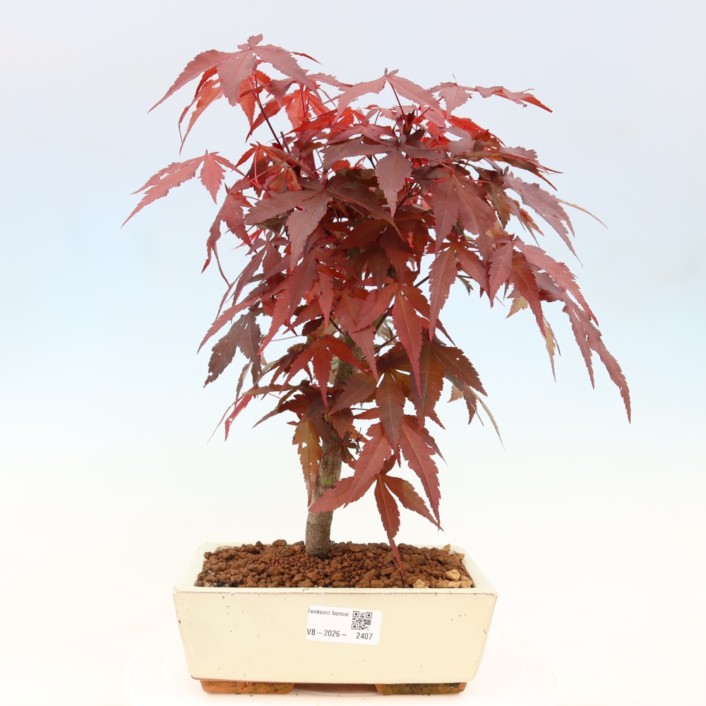 Bonsai voor buiten - Acer palm. Atropurpureum-Javorpalm