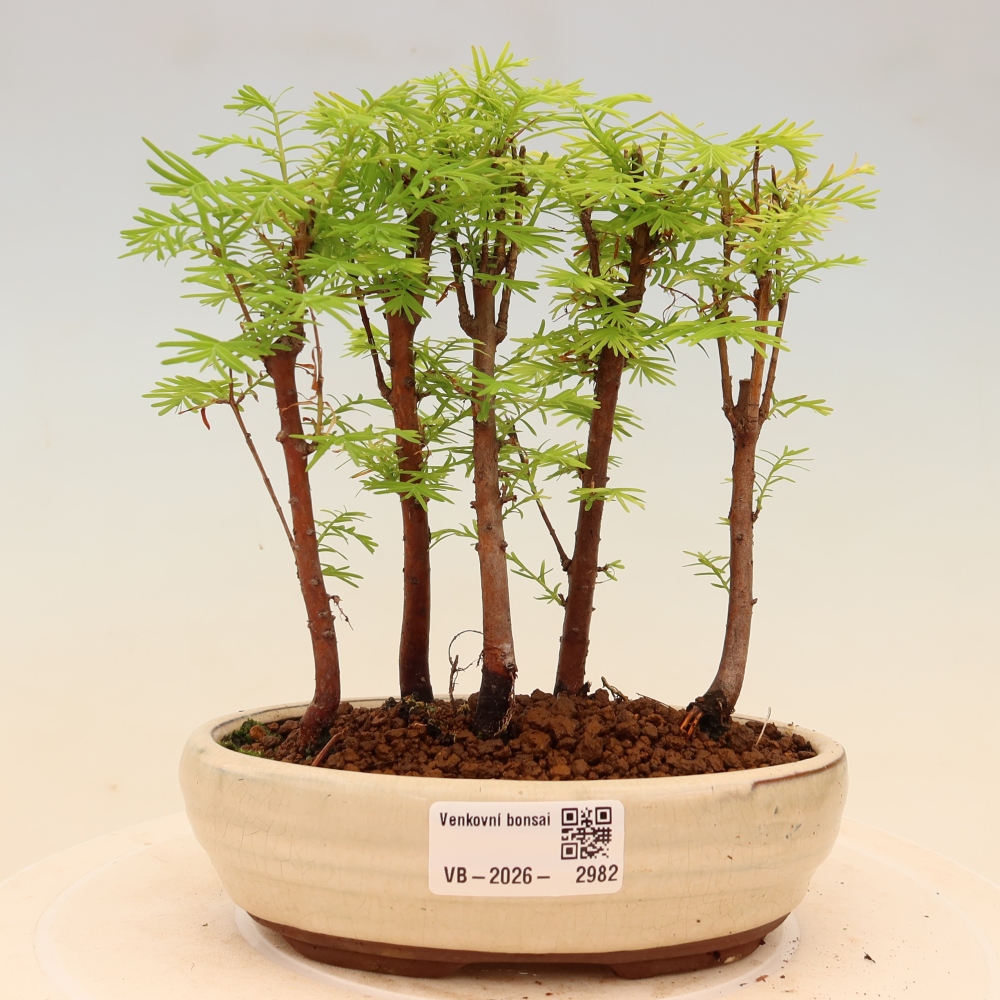 Buitenbonsai - Metasequoia glyptostroboides - Chinese metasequoia - bosje