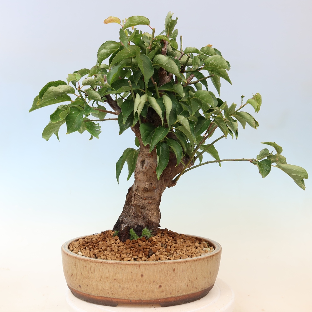 Bonsai voor buiten – Japanse abrikoos – Prunus Mume