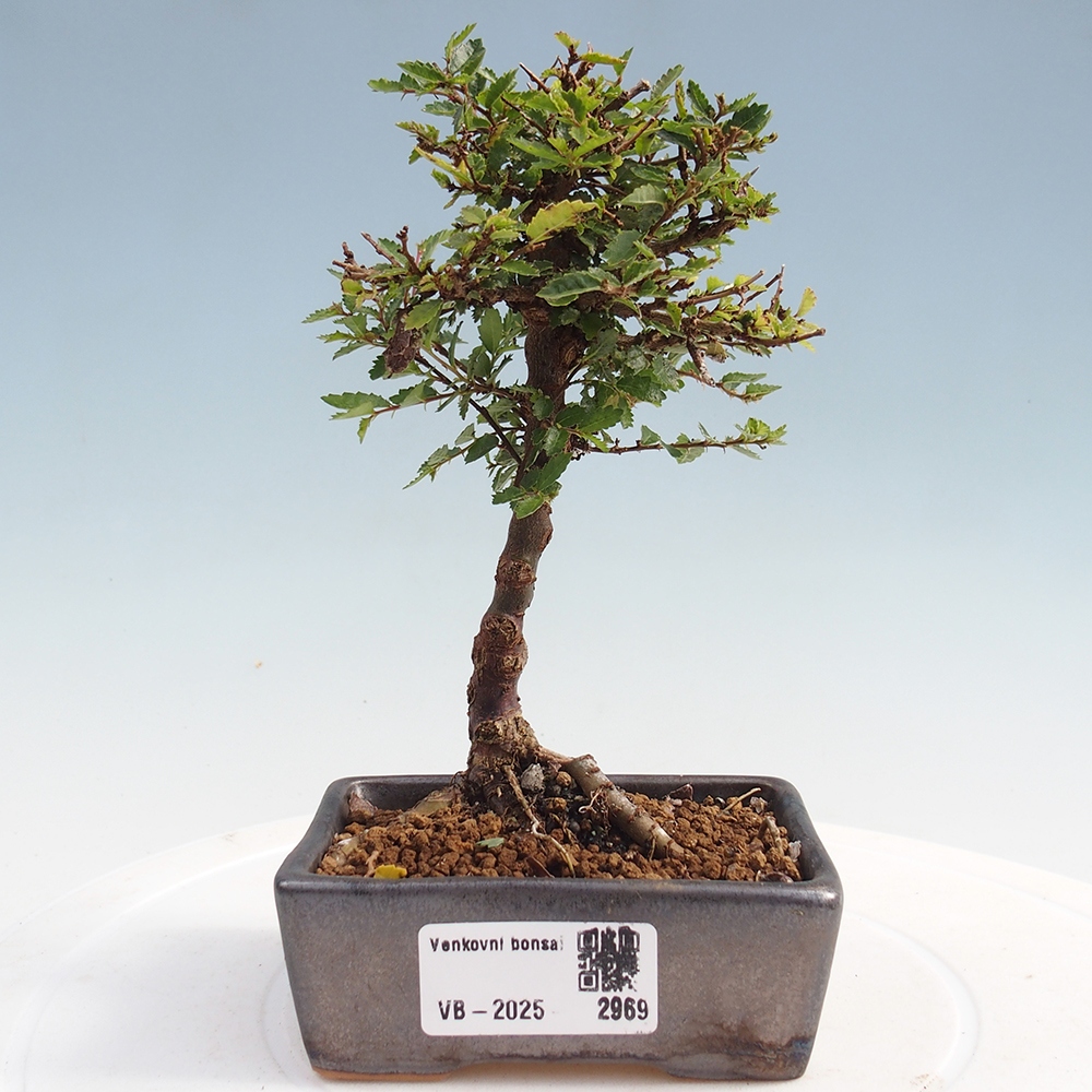 Bonsai voor buiten - Ulmus parvifolia Sagei - Kleinbladige iep