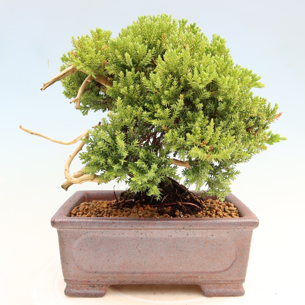 Bonsai voor buiten - Juniperus procumbens - Juniperus procumbens