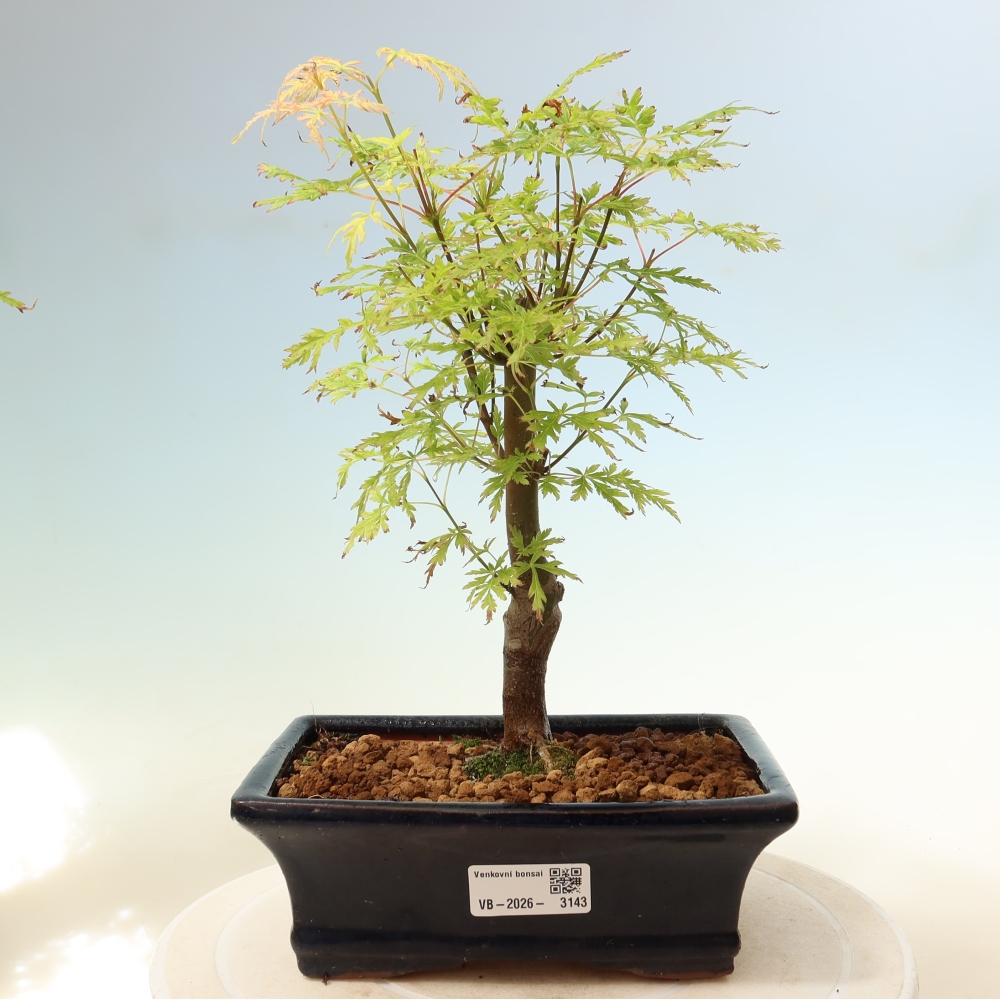 Bonsai voor buiten - Acer palmatum Dissectum
