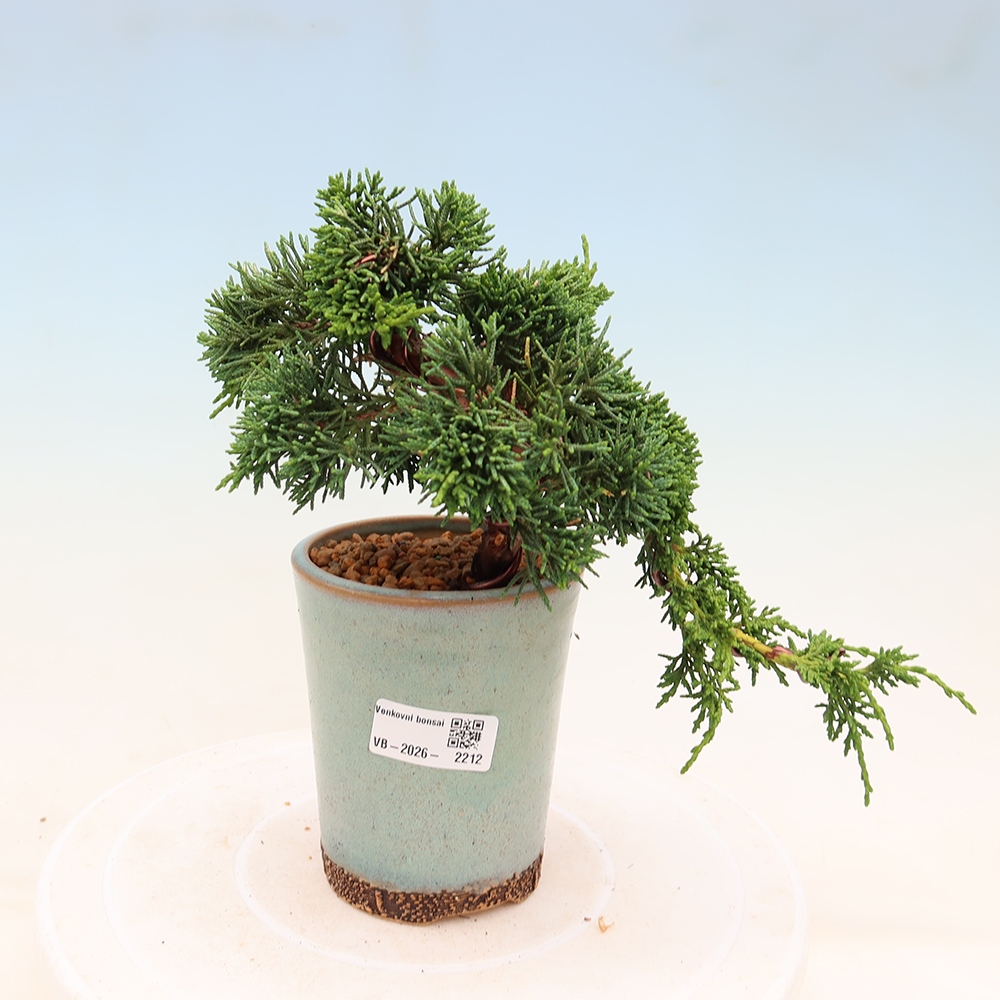Bonsai voor buiten - Juniperus chinensis Kishu
