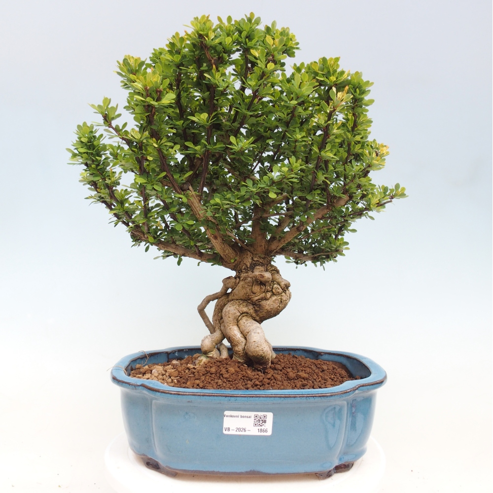 Bonsai voor buiten - Berberis coreana