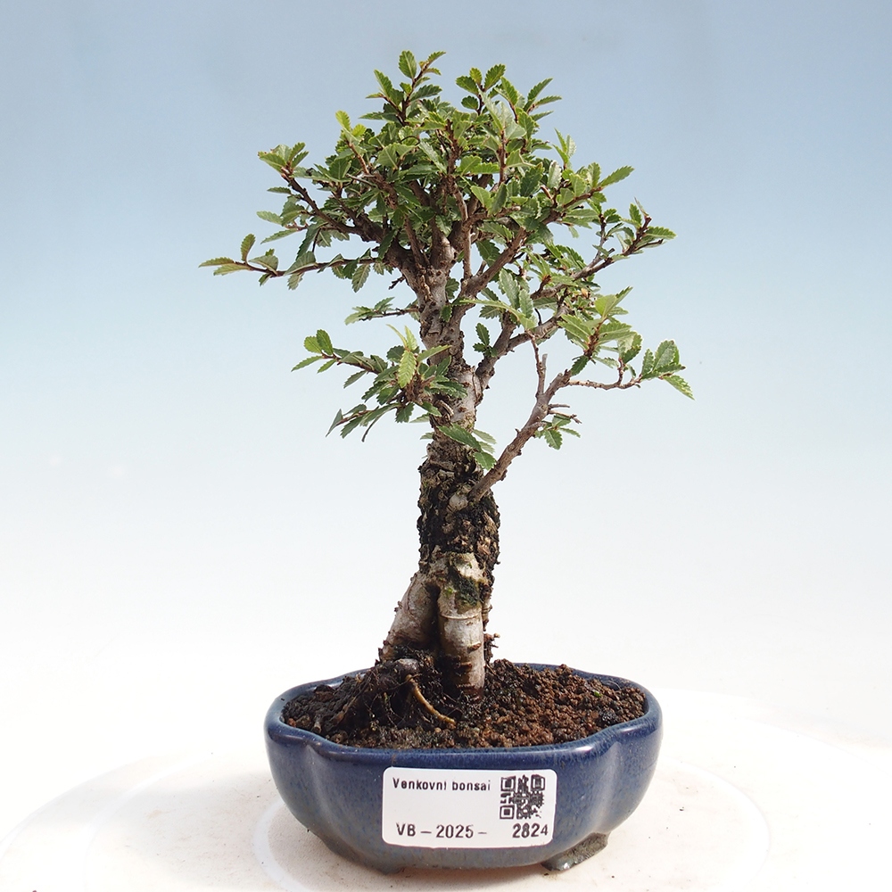 Bonsai voor buiten - Zelkova - Zelkova NIRE