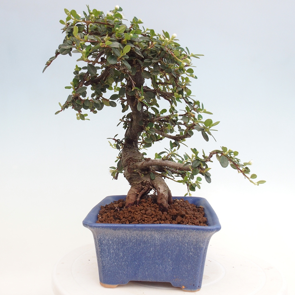 Buitenbonsai-Cotoneaster dammeri - Damer's Rock