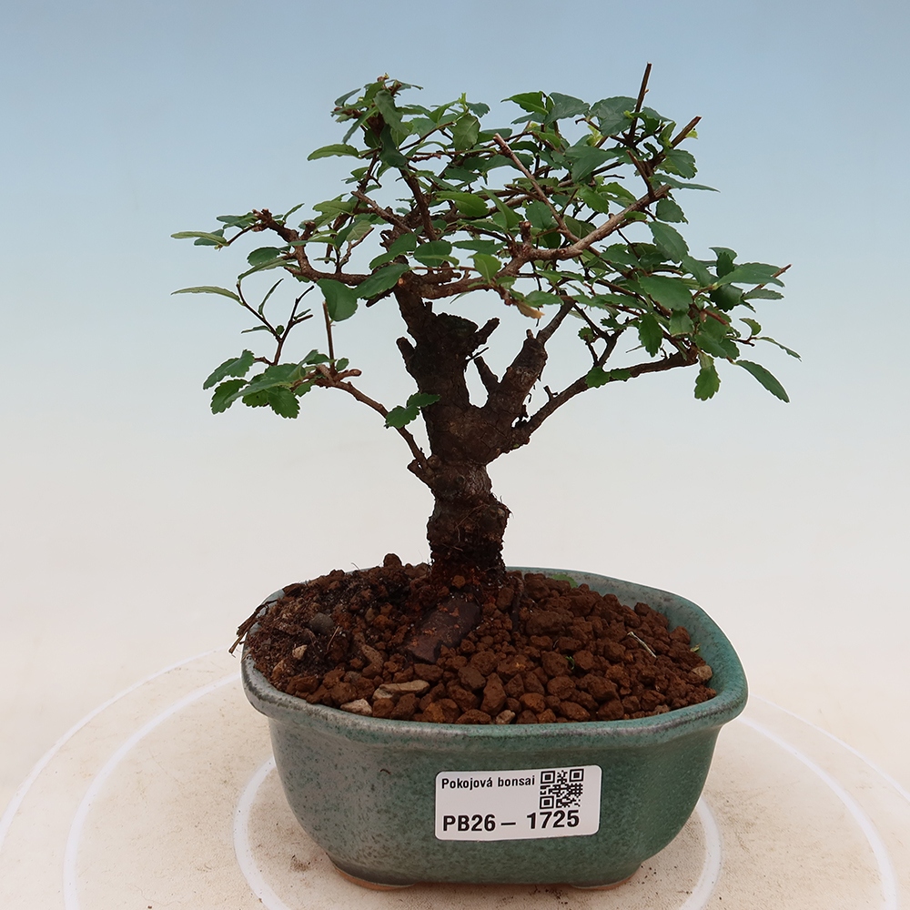 Kamerbonsai - Ulmus parvifolia - Winteriep