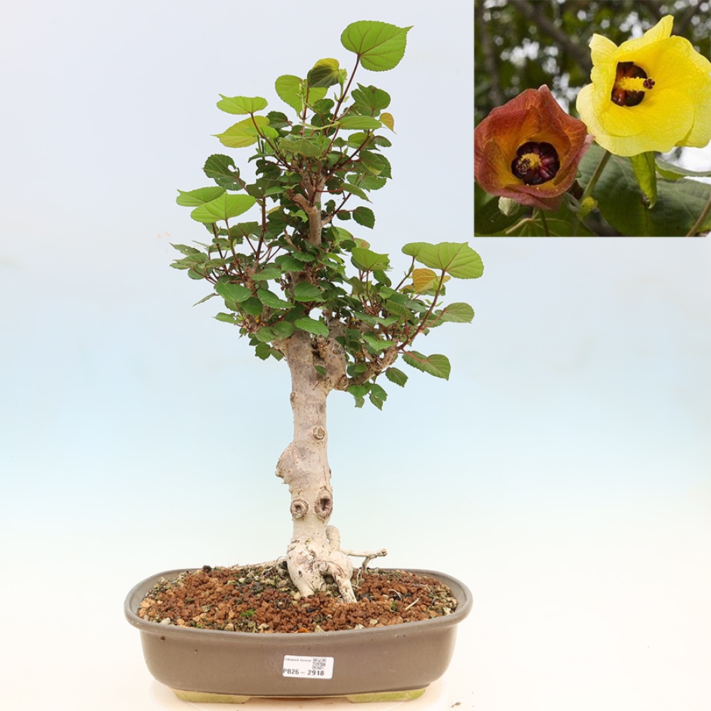 Bonsai voor binnen - Hibiscus tiliaceus - Zee Hibiscus