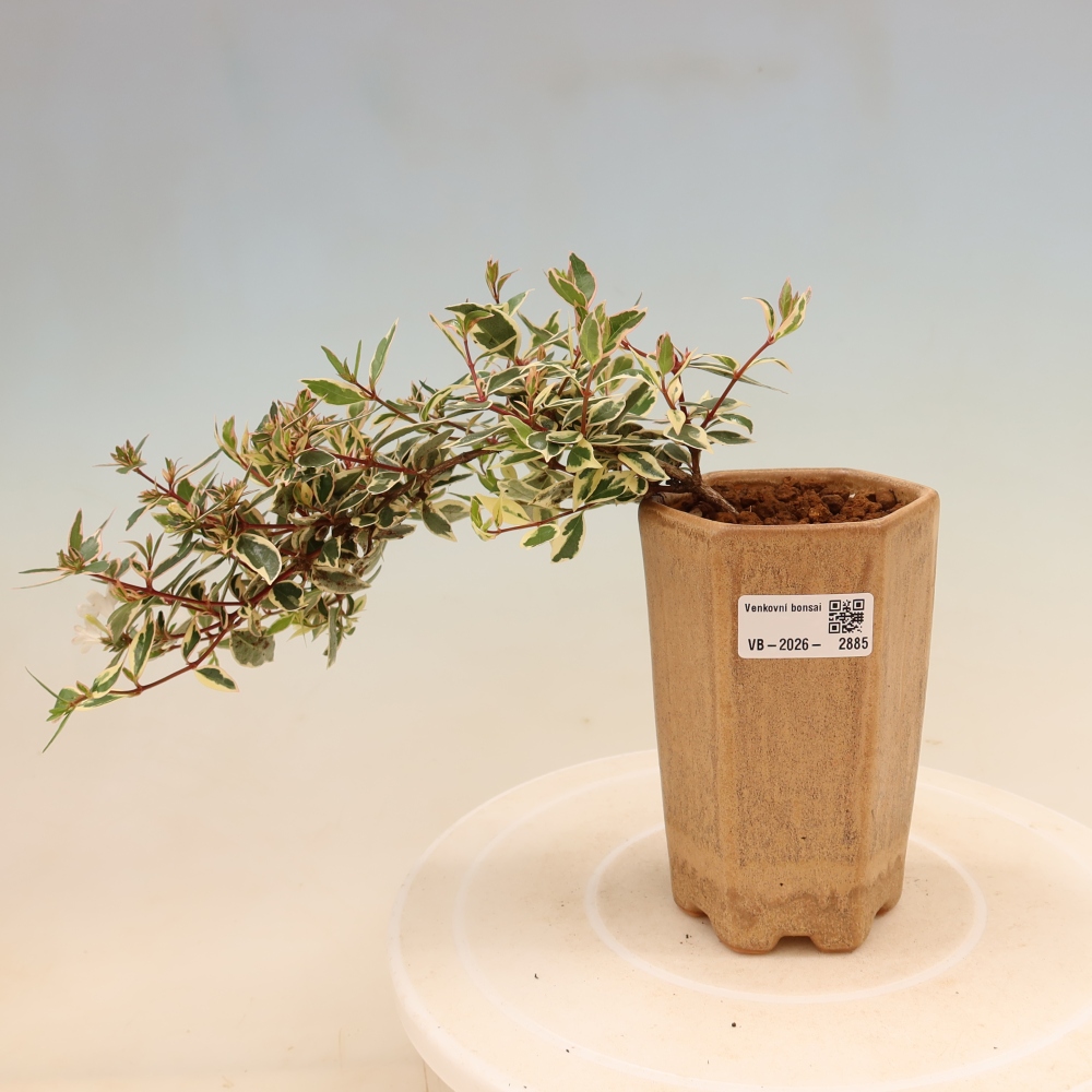 Buitenbonsai - Abelia gr. Confetti - Grootbloemige abelia