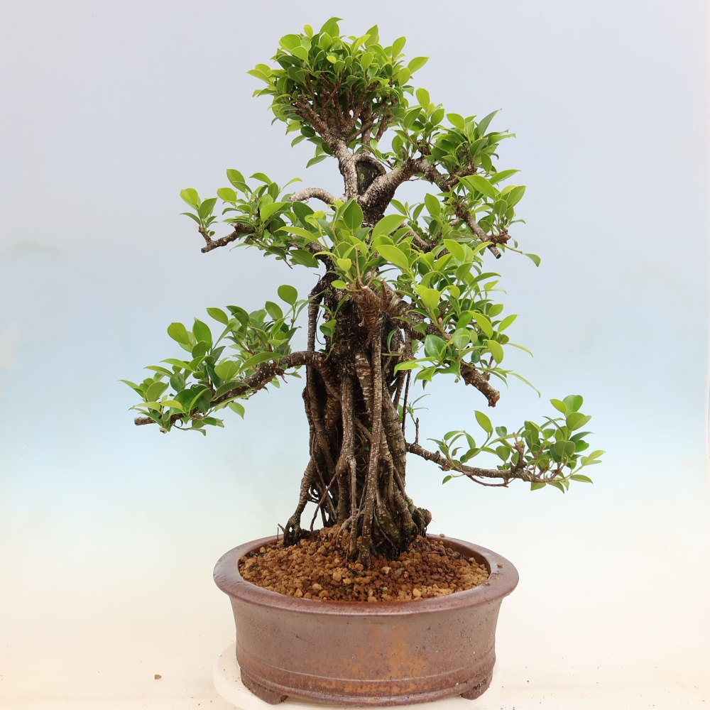 Kamerbonsai - Ficus kimmen - kleinbladige ficus