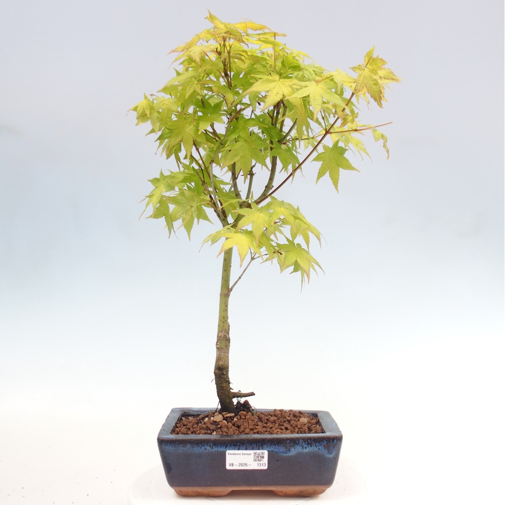 Acer palmatum Aureum - Gewone esdoorn