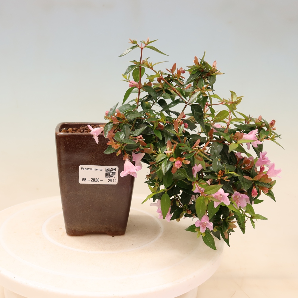 Buitenbonsai - Abelia Edward Goucher - Grootbloemige abelia