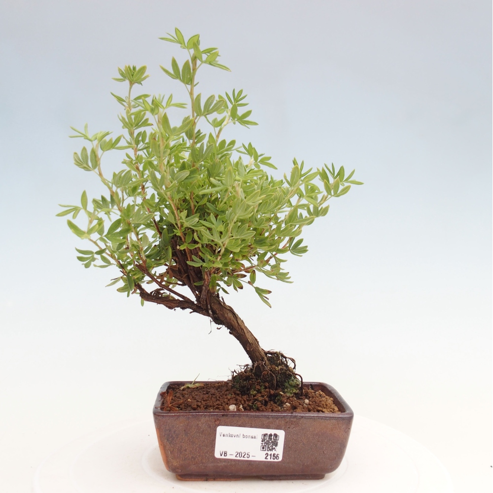 Bonsai voor buiten - Potentila fruticosa gele vogel