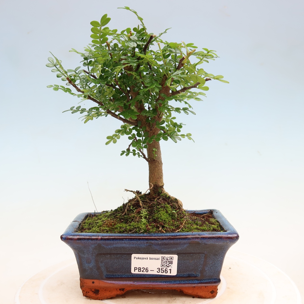Kamerbonsai - Zantoxylum piperitum - peperboom