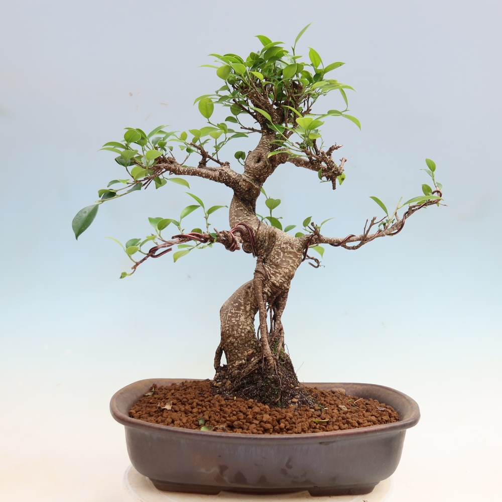 Kamerbonsai - Ficus kimmen - kleinbladige ficus