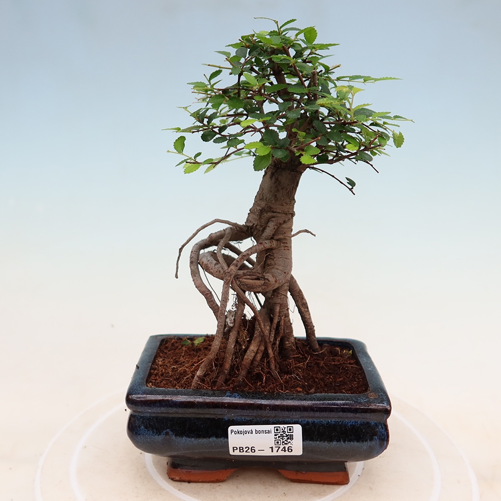 Kamerbonsai - Ulmus parvifolia - Winteriep