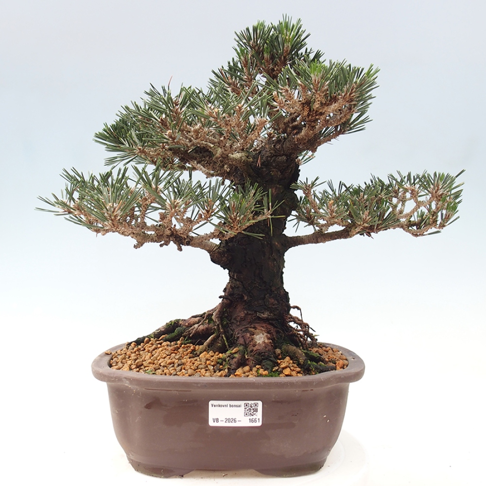 Bonsai voor buiten - Pinus thunbergii Kotobuki - Thunberg den