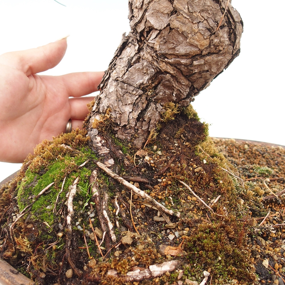 Bonsai voor buiten - Pinus parviflora - Pinus parviflora