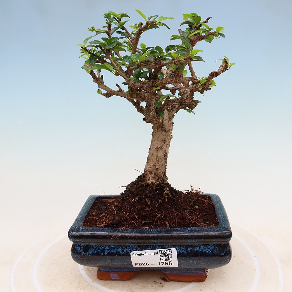 Kamerbonsai - Carmona macrophylla - Thee fuki