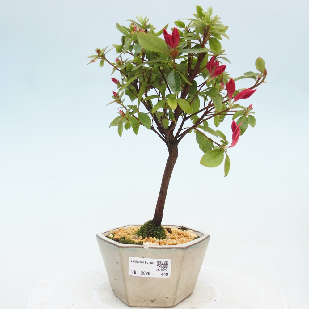 Bonsai voor buiten - Japanse azalea - Azalea sp.