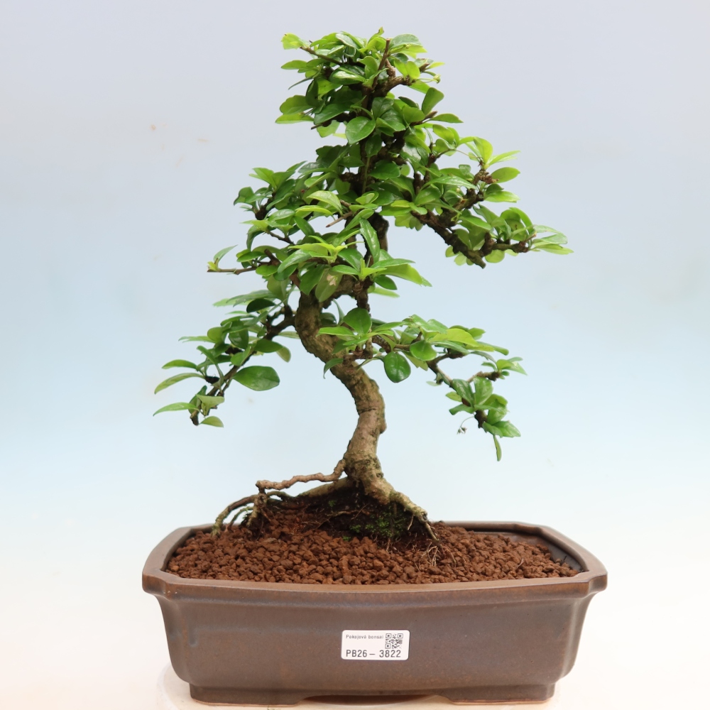 Kamerbonsai - Carmona macrophylla - Thee fuki
