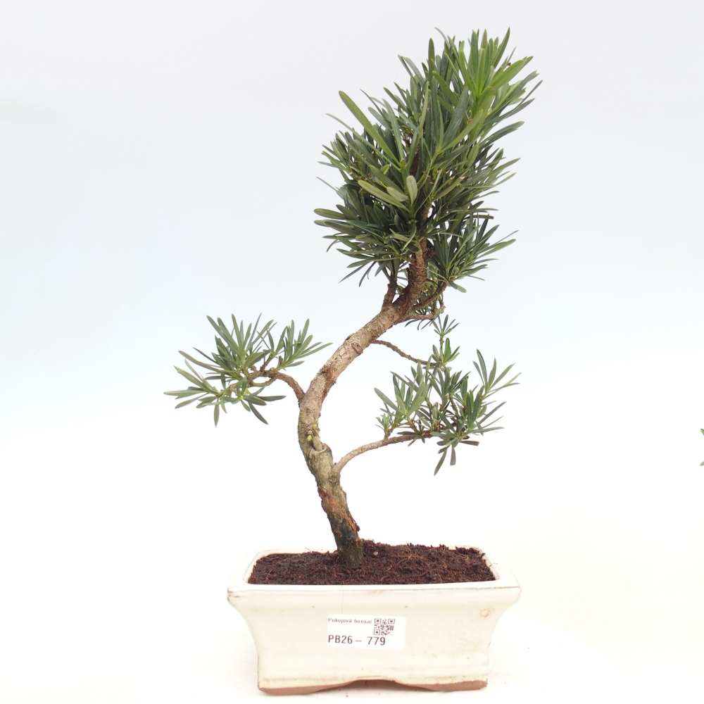 Kamerbonsai - Podocarpus - Taxus