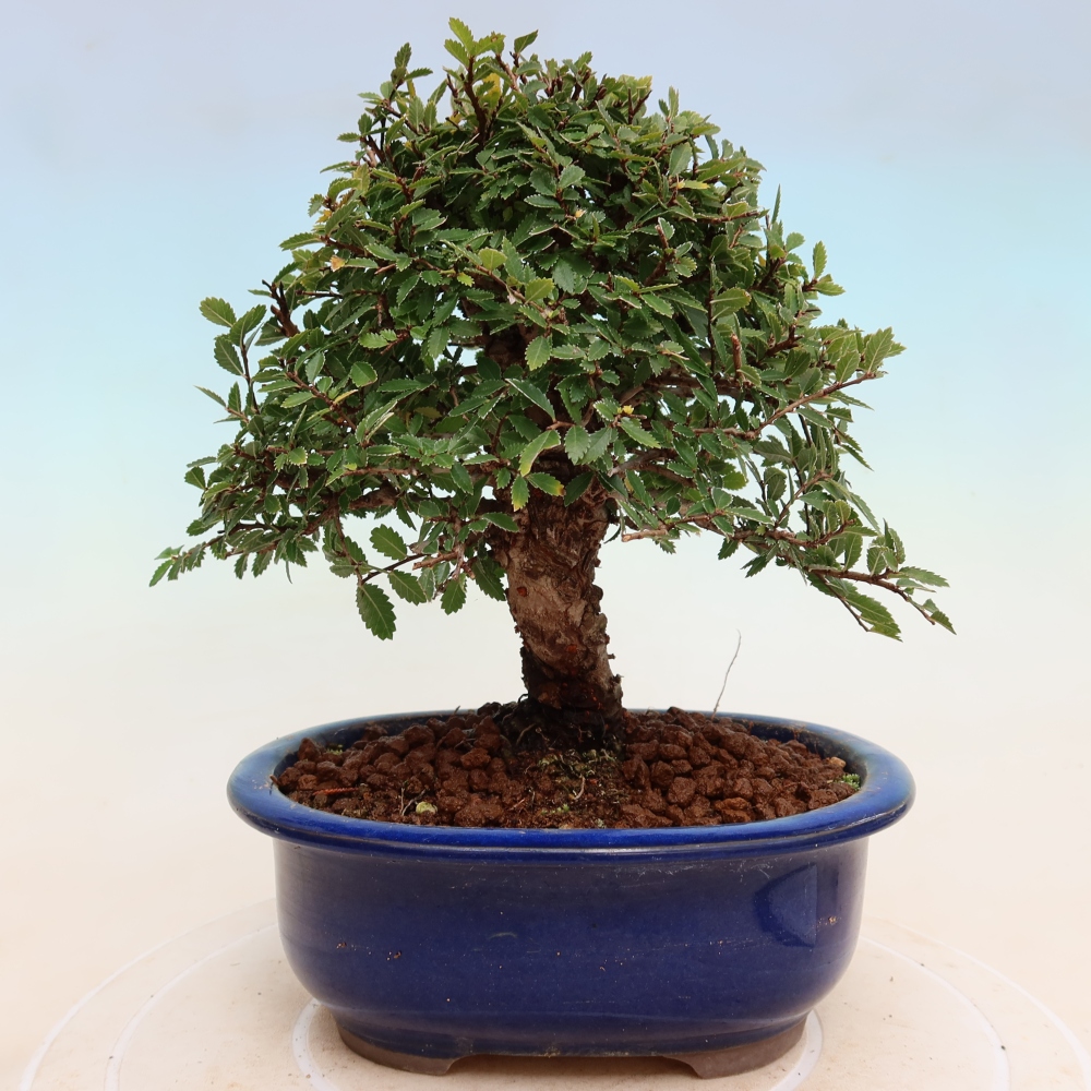 Bonsai voor buiten - Zelkova - Zelkova NIRE