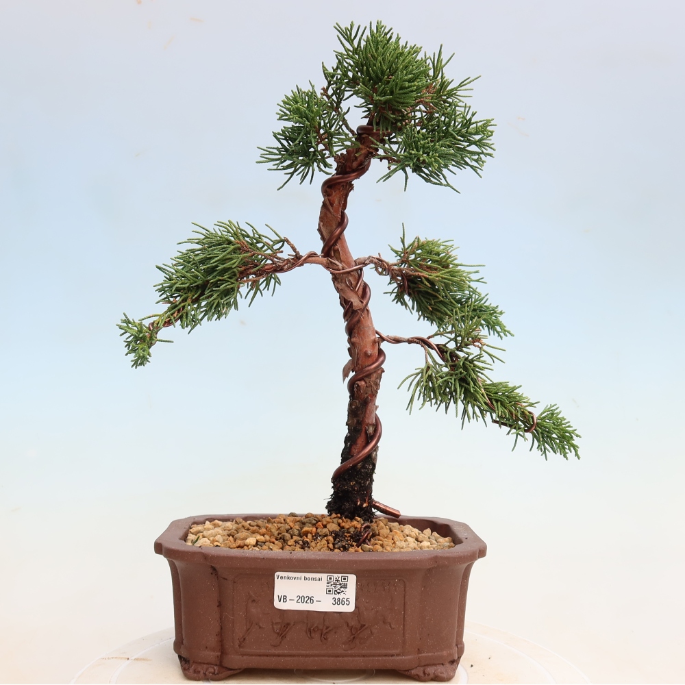 Bonsai voor buiten - Juniperus chinensis Kishu