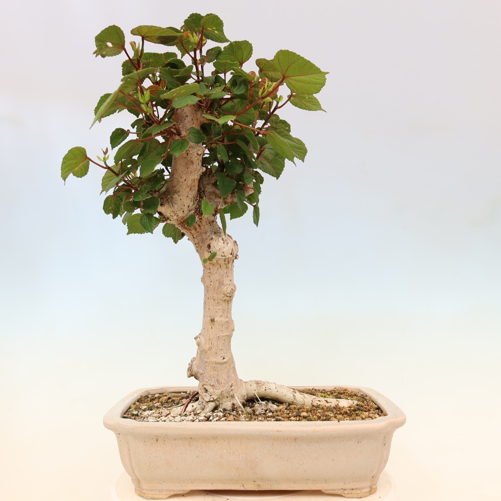 Bonsai voor binnen - Hibiscus tiliaceus - Zee Hibiscus