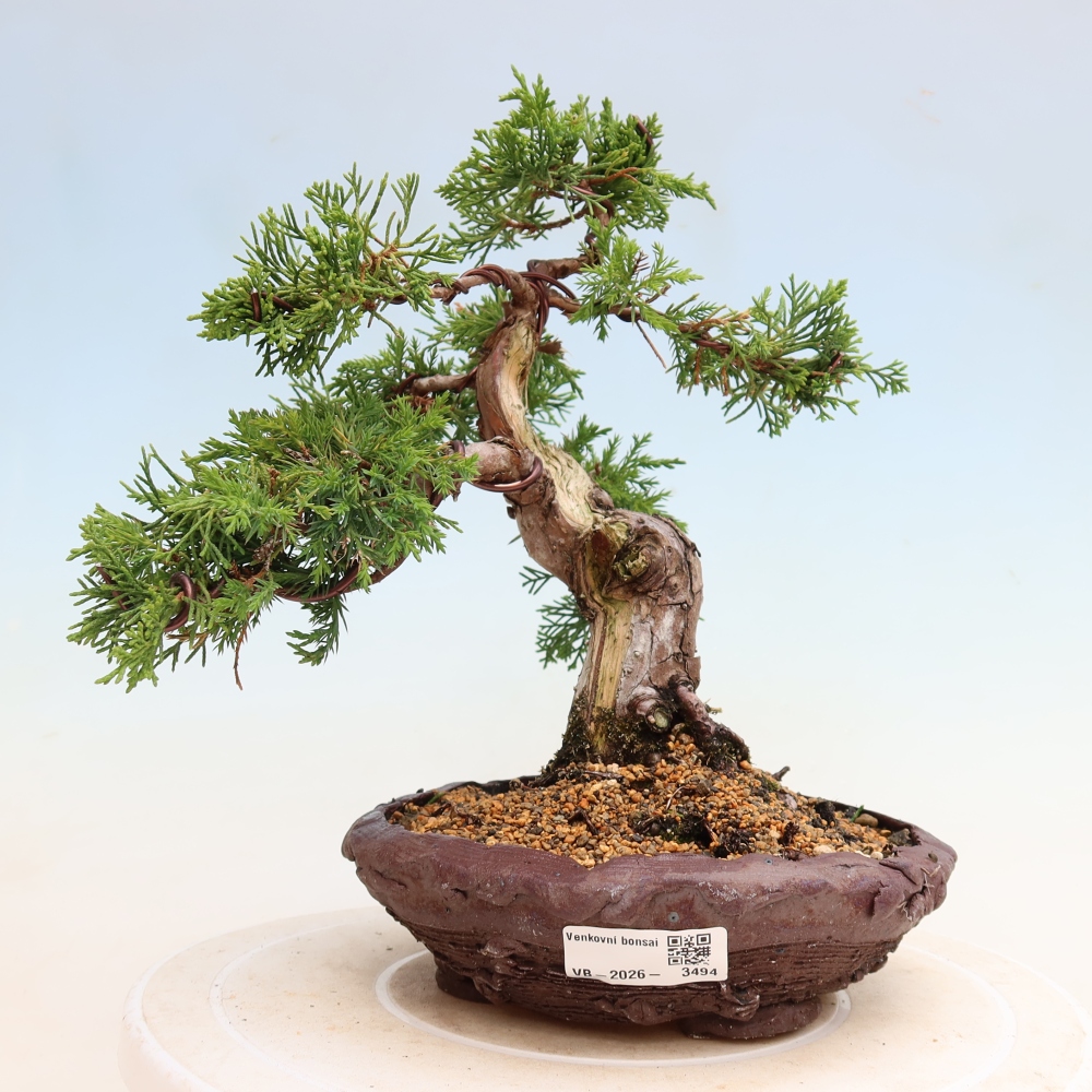 Bonsai voor buiten - Juniperus chinensis Itoigawa-Juniperus chinensis
