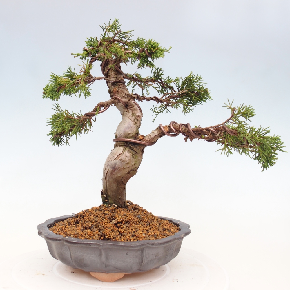 Bonsai voor buiten - Juniperus chinensis Itoigawa