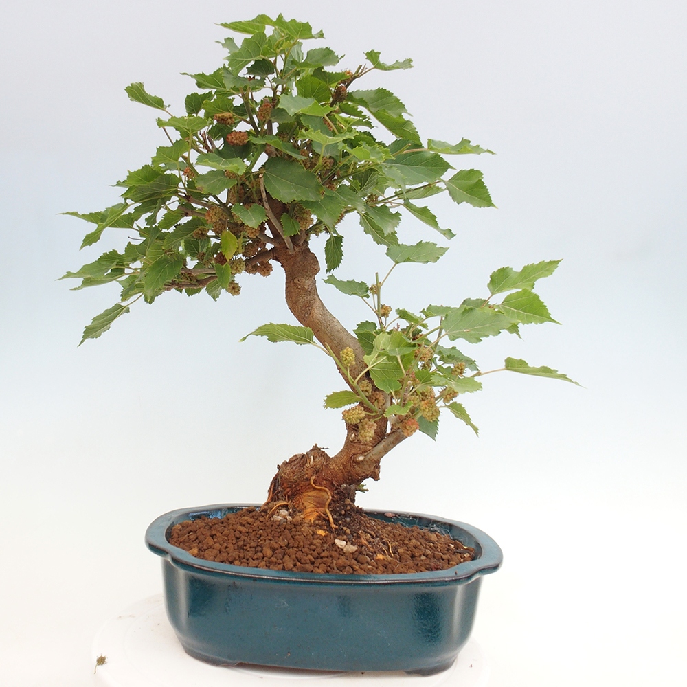 Bonsai voor buiten -Morus alba - moerbei