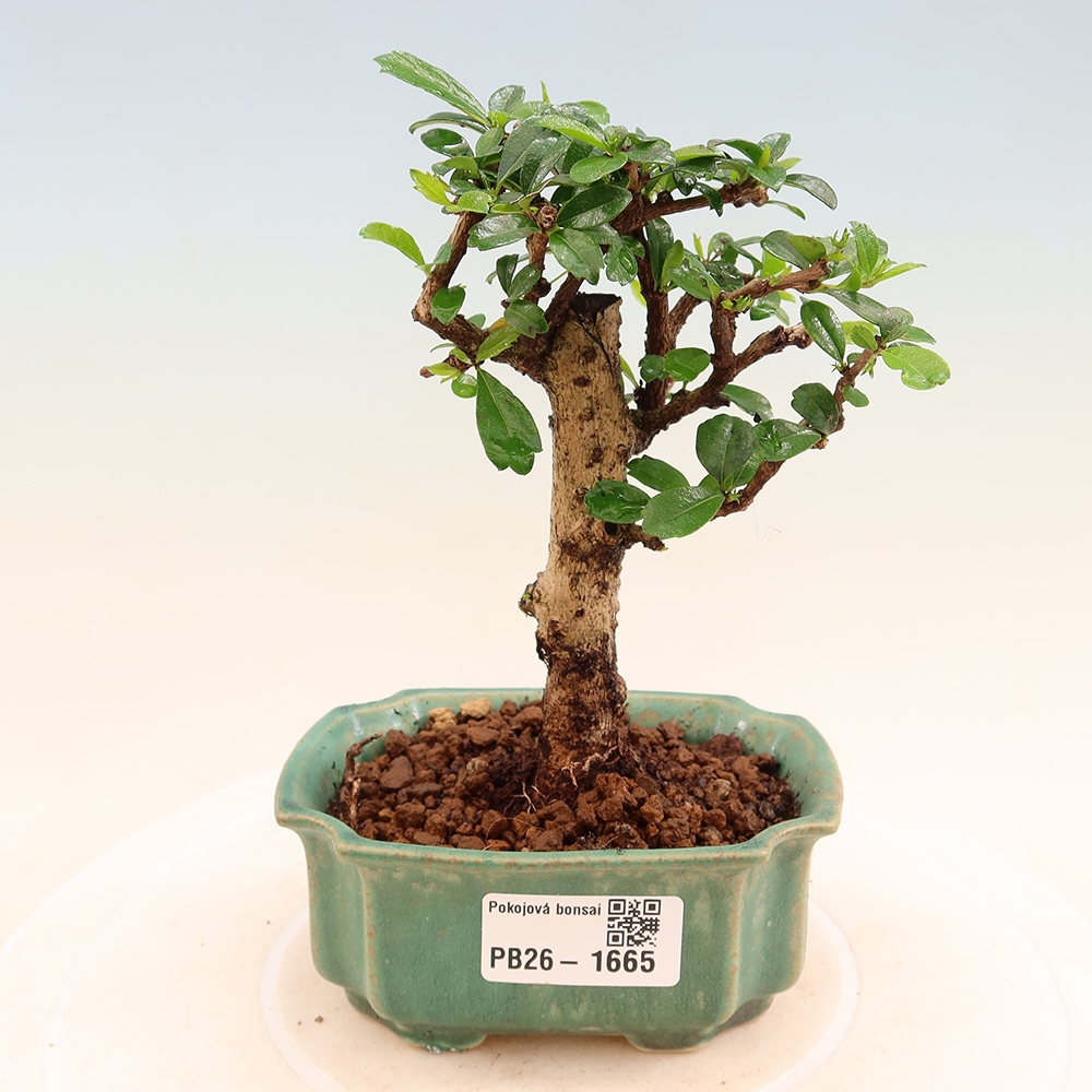 Kamerbonsai - Carmona macrophylla - Thee fuki