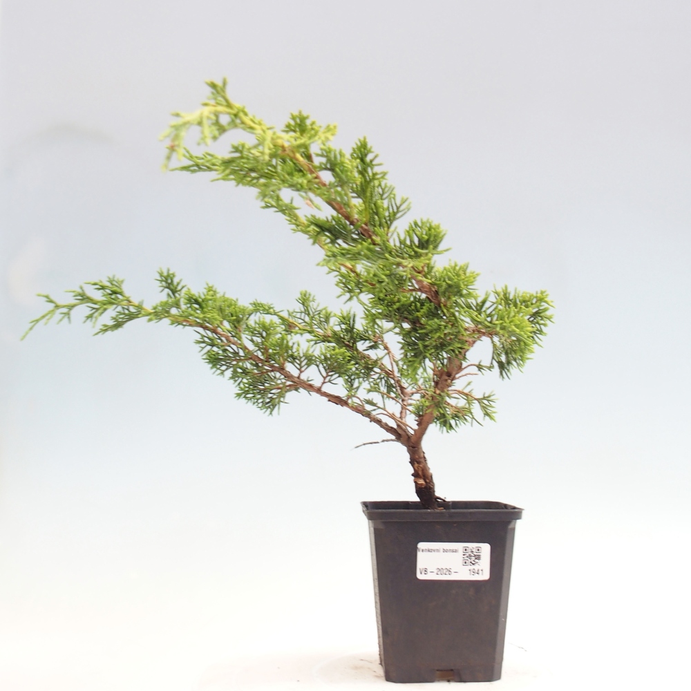 Bonsai voor buiten - Juniperus chinensis Itoigawa