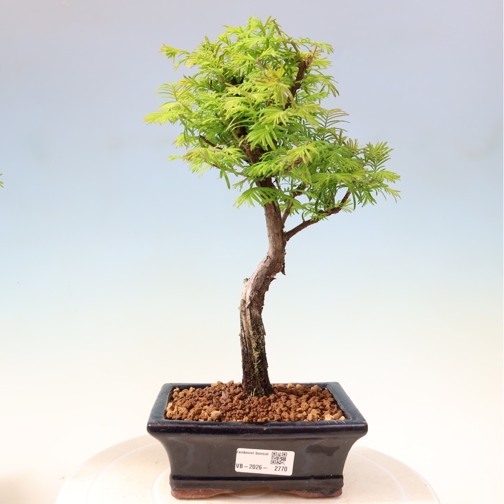 Bonsai voor buiten - Metasequoia glyptostroboides - Chinese Metasequoia