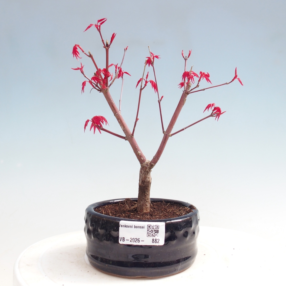 Bonsai voor buiten - Acer palmatum DESHOJO