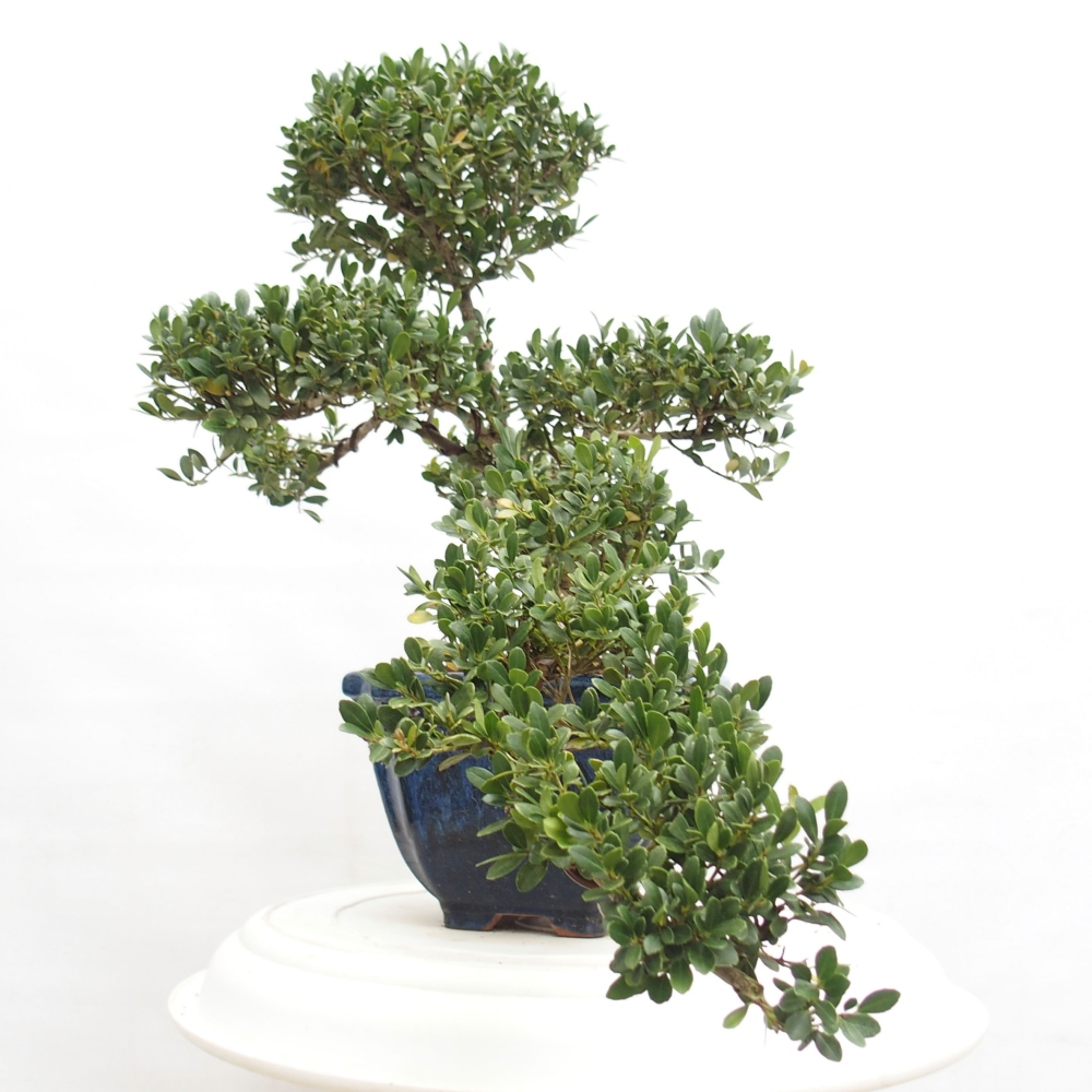 Kamerbonsai - Ilex crenata - Hulst