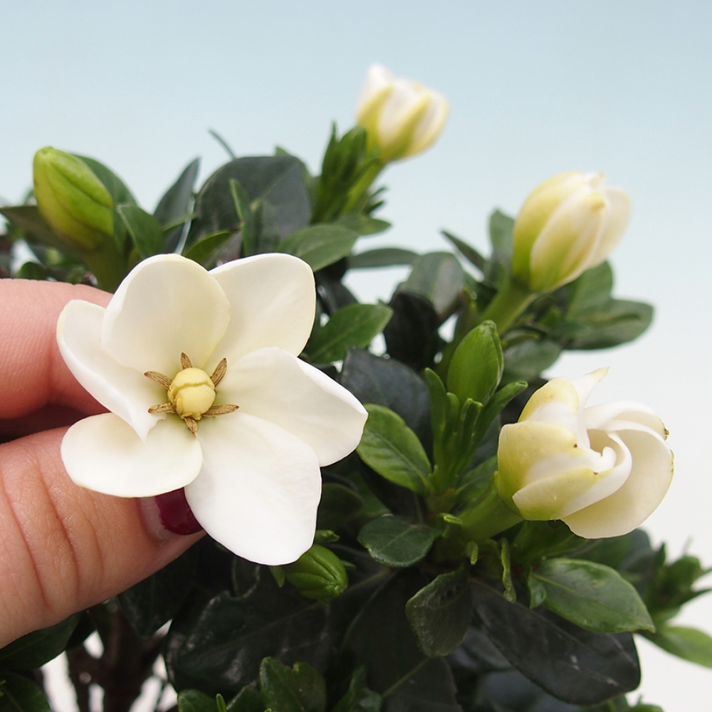 Kamerbonsai - Gardenia jasminoides-Gardenia