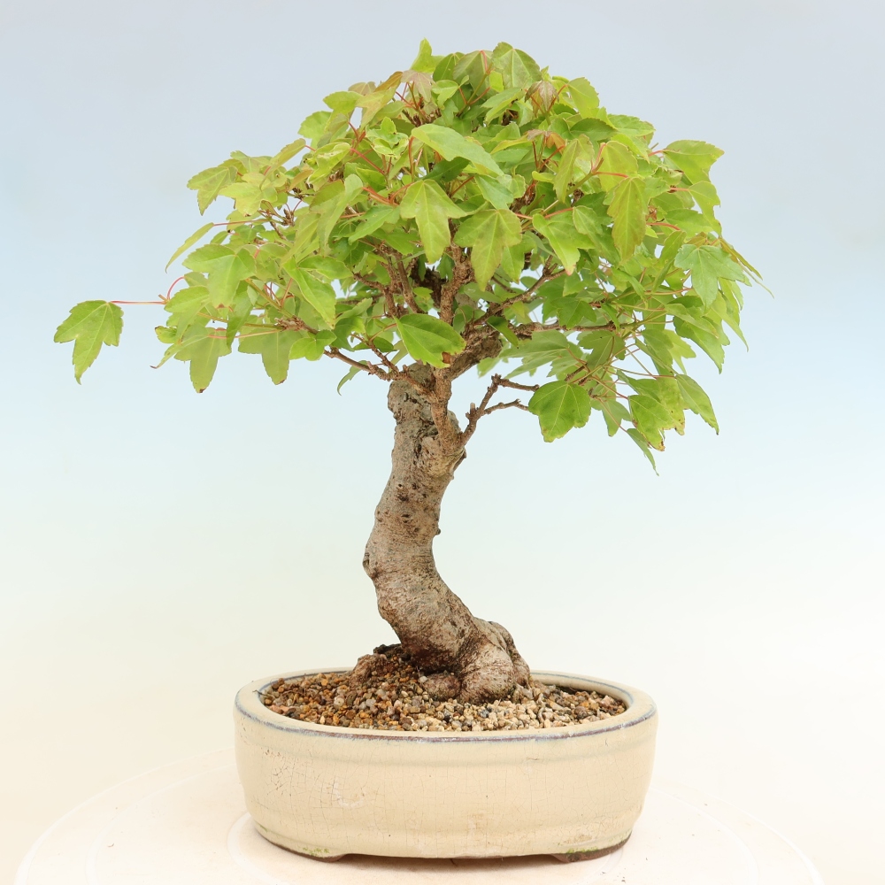 Bonsai voor buiten - Esdoorn Burger - Acer Burgerianum