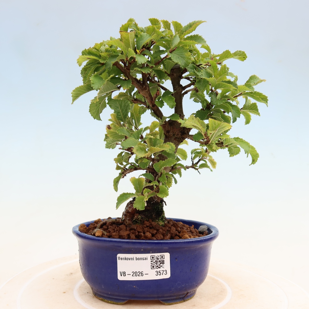 Bonsai voor buiten - Zelkova - Zelkova NIRE