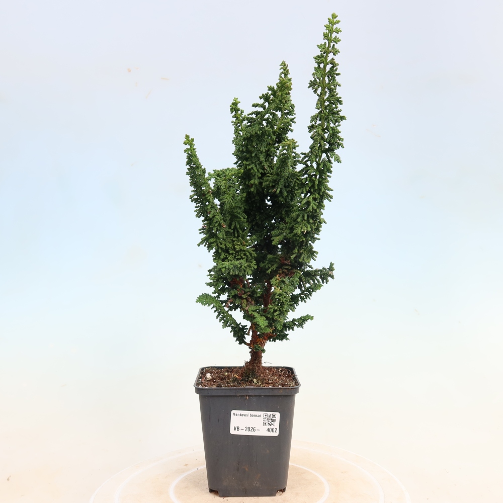 Bonsai voor buiten - Cham. obtusa SEKKA HINOKI - Cipres