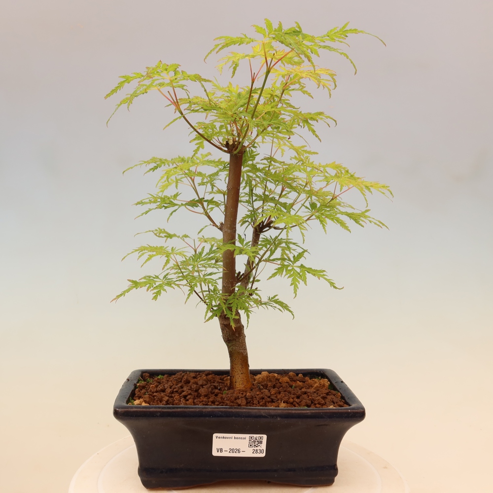 Bonsai voor buiten - Acer palmatum Dissectum