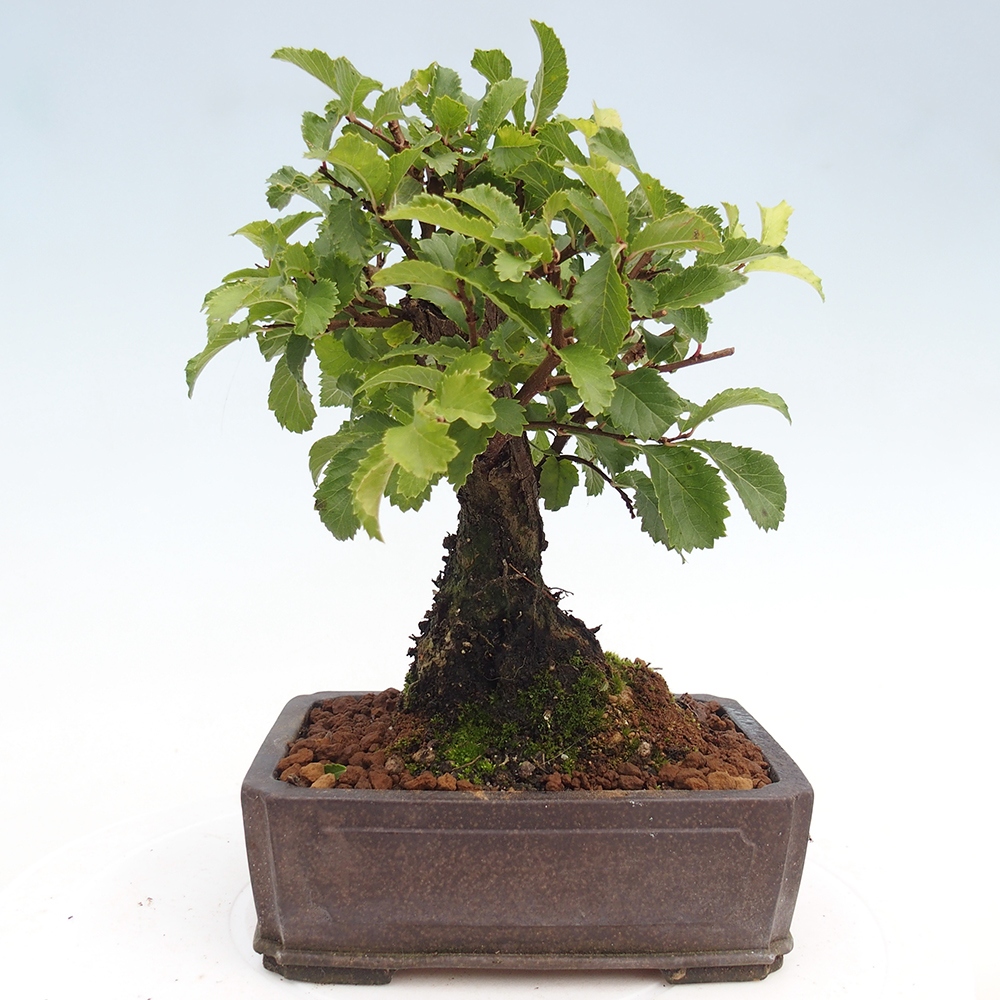 Bonsai voor buiten - Zelkova - Zelkova NIRE