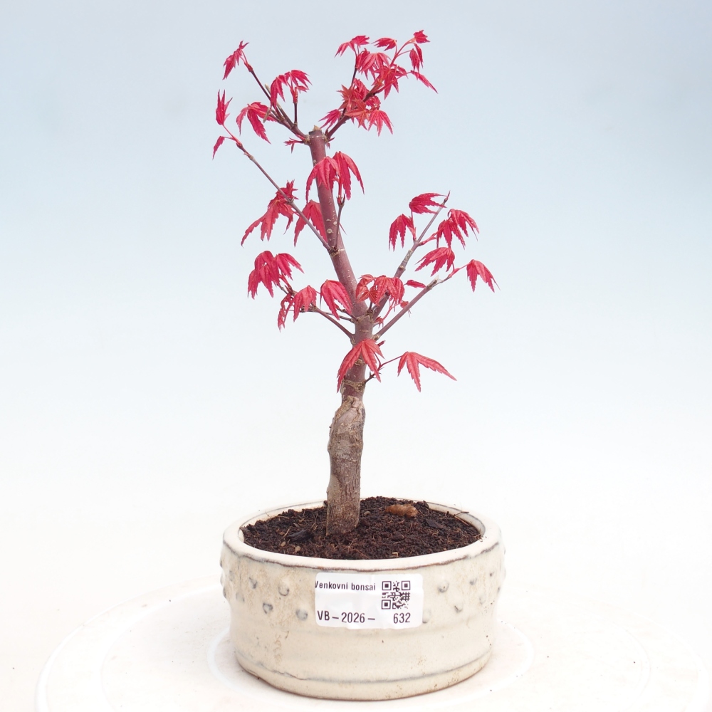 Bonsai voor buiten - Acer palmatum DESHOJO
