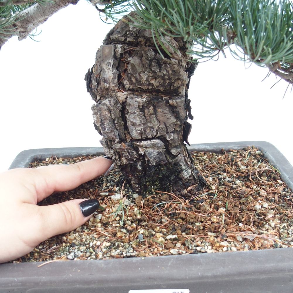 Bonsai voor buiten - Pinus parviflora - Pinus parviflora